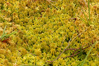 Flat-topped Bog-moss (Sphagnum fallax)