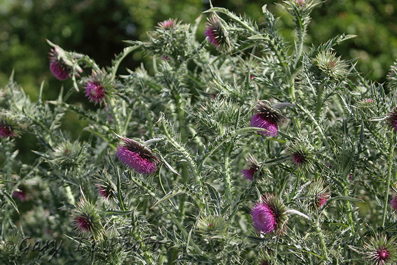 Musk Thistle (Carduus nutans)