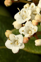 Laurustinus (Viburnum tinus)