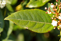 Laurustinus (Viburnum tinus)