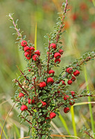 Entire-leaved Cotoneaster (Cotoneaster integrifolius)