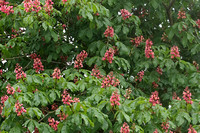 Red Horse Chestnut (Aesculus x carnea 'Briotii')