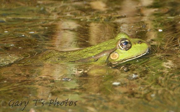 Marsh Frog (Rana ridibunda)