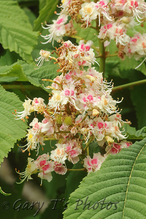 White Horse Chestnut (Aesculus hippocastanum 'Baumannii')