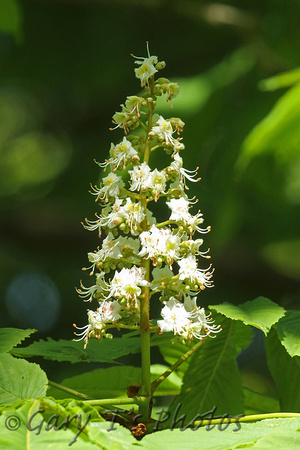 White Horse Chestnut (Aesculus hippocastanum 'Baumannii')