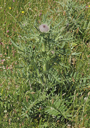 Woolly Thistle (Cirsium eriophorum)