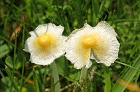 Yellow Fieldcap (Bolbitius titubans var. titubans)