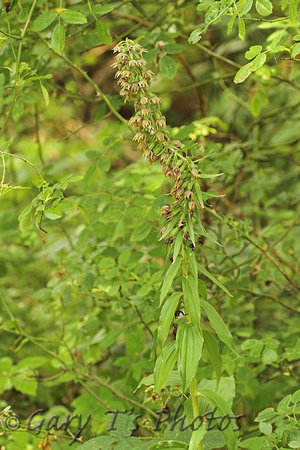 Broad-leaved Helleborine (Epipactis helleborine var. purpurea)