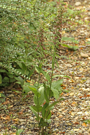 Broad-leaved Helleborine (Epipactis helleborine var. purpurea)