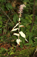 Broad-leaved Helleborine (Epipactis helleborine var. monotropoides)