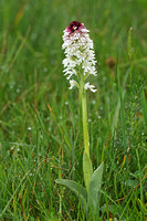 Burnt-tip Orchid (Neotinea ustulata)