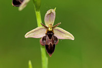 Bee x Fly Orchid Hybrid (Ophrys x pietzschii (Ophrys apifera x Ophrys insectifera))