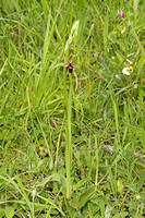 Bee x Fly Orchid Hybrid (Ophrys x pietzschii (Ophrys apifera x Ophrys insectifera))