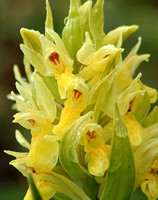 Elder-flowered Orchid (Dactylorhiza sambucina - Yellow form)