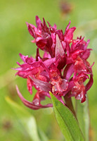Elder-flowered Orchid (Dactylorhiza sambucina - Red form)