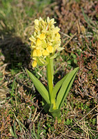 Elder-flowered Orchid (Dactylorhiza sambucina - Yellow form)