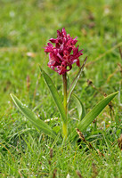 Elder-flowered Orchid (Dactylorhiza sambucina - Red form)