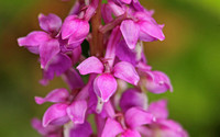Early Purple Orchid (Orchis mascula)