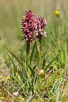 Early Marsh Orchid (Dactylorhiza incarnata)
