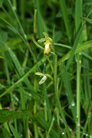 Fly Orchid (Ophrys insectifera - var. ochroleuca)