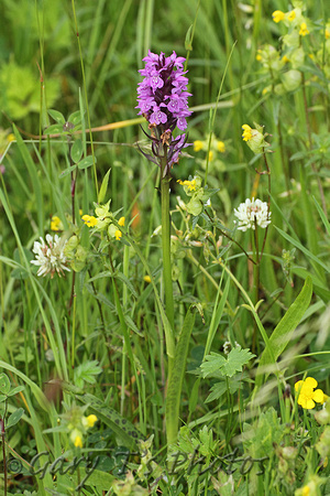 Heath Spotted Orchid (Dactylorhiza maculata - possibly hybrid with Southern Marsh Orchid)