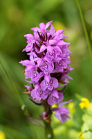 Heath Spotted Orchid (Dactylorhiza maculata - possibly hybrid with Southern Marsh Orchid)