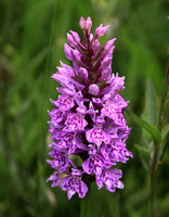 Heath Spotted Orchid (Dactylorhiza maculata)