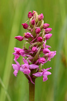 Heath Fragrant-orchid (Gymnadenia conopsea var. borealis)