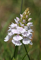 Heath Spotted Orchid (Dactylorhiza maculata)