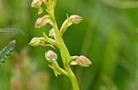 Frog Orchid (Coeloglossum viride)