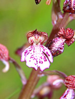 Lady Orchid (Orchis purpurea)