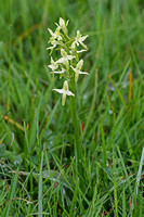 Lesser Butterfly Orchid (Platanthera bifolia)