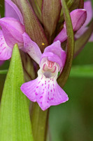 Southern Marsh Orchid (Dactylorhiza praetermissa)
