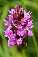 Southern Marsh Orchid (Dactylorhiza praetermissa)