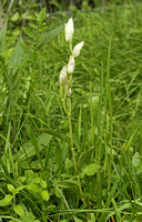 White Helleborine (Cephalanthera damasonium)