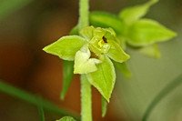 Tyne Helleborine (Epipactis dunensis ssp. tynensis)
