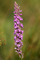 Marsh Fragrant Orchid (Gymnadenia densiflora)