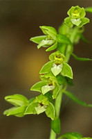 Tyne Helleborine (Epipactis dunensis ssp. tynensis)