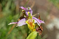 Wasp Orchid (Ophrys apifera var trollii)