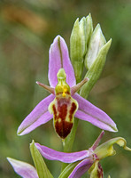 Wasp Orchid (Ophrys apifera var trollii)
