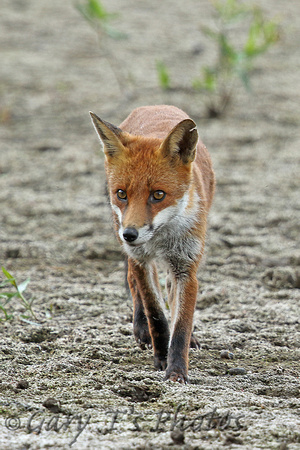 European Red Fox (Juvenile)