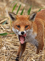 European Red Fox (Adult)