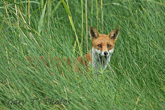 European Red Fox (Juvenile)