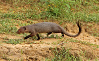 Ruddy Mongoose