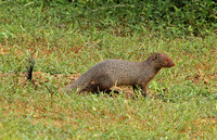 Ruddy Mongoose (Herpestes smithii)