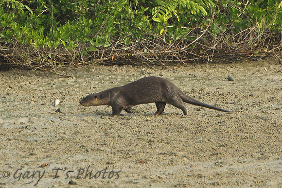Smooth-coated Otter (Lutrogale perspicillata)