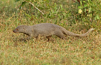 Indian Grey Mongoose (Herpestes edwardsi)