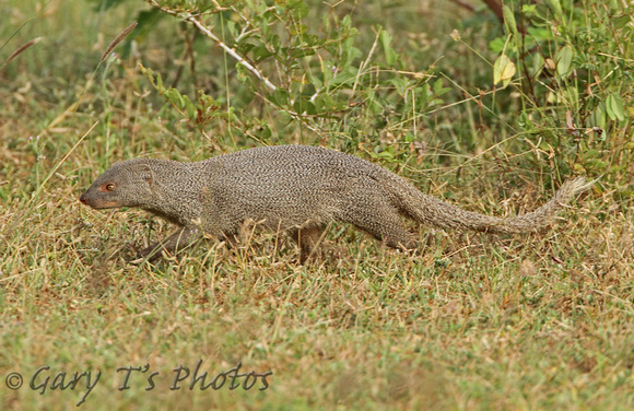 Indian Grey Mongoose