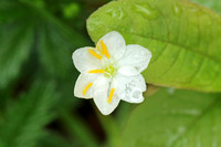 Arctic Starflower or Chickweed Wintergreen (Trientalis europaea)