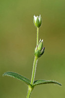 Common Mouse-ear (Cerastium fontanum)